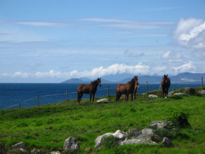 Road Trip in Ireland - Horses
