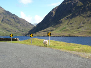 Road Trip in Ireland - Sheep