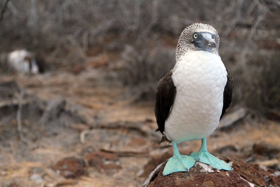galapagos islands on a budget Blue Footed Booby