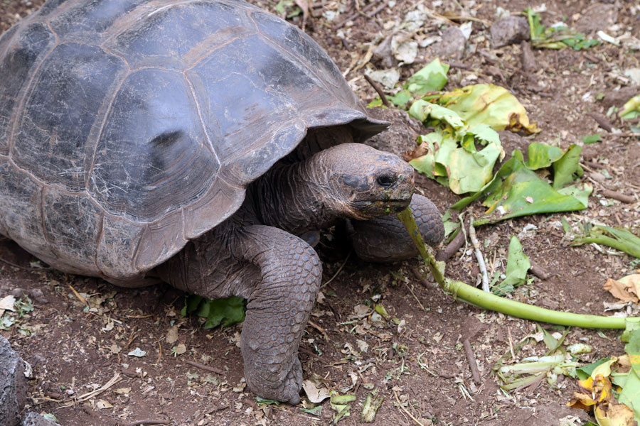 galapagos islands on a budget Tortoise photo