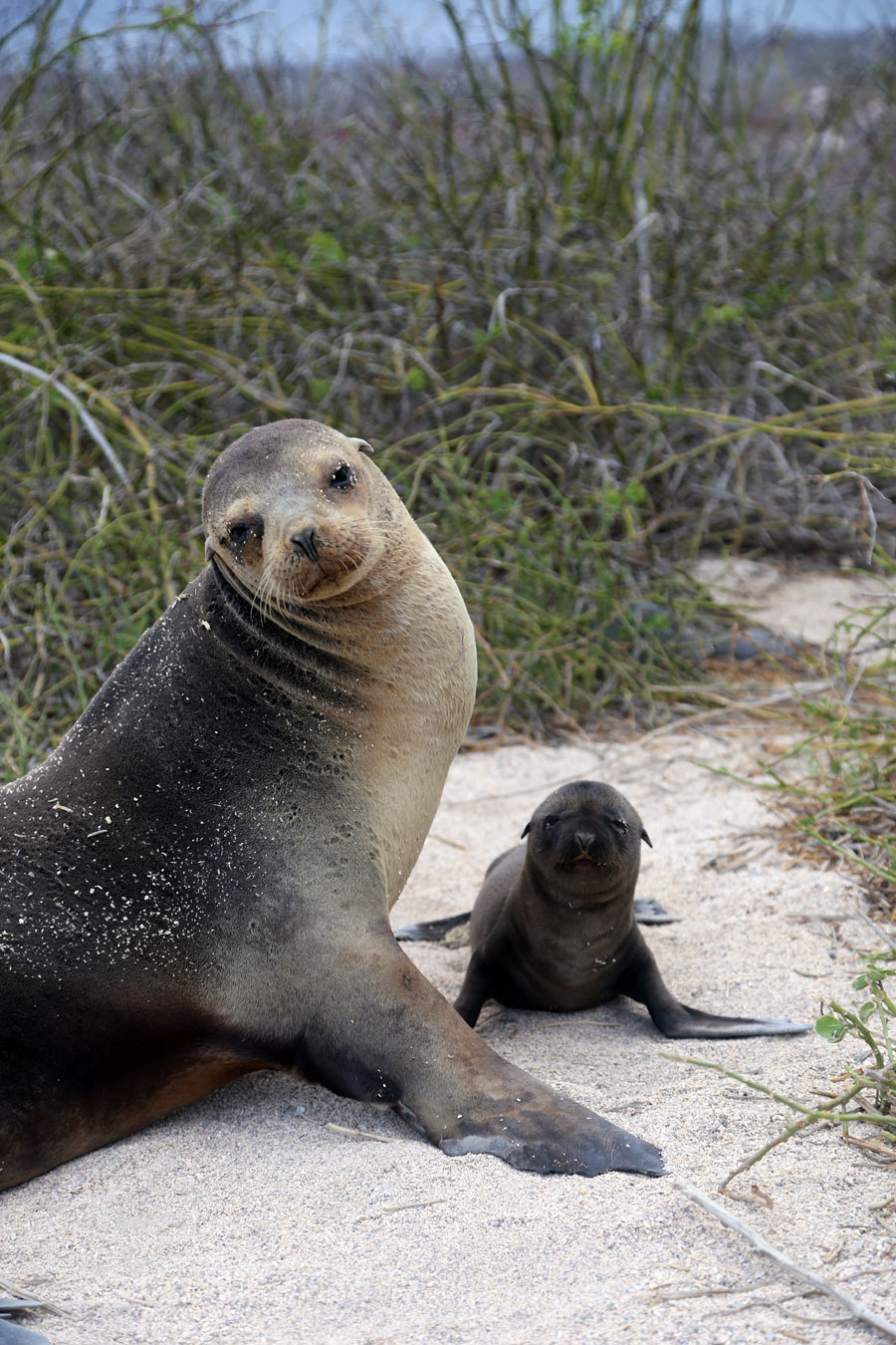 galapagos islands on a budget wildlife photography