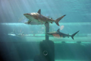 Shark Tank Water Slide at Atlantis Paradise Island