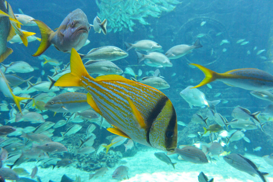 Atlantis Paradise Island Aquarium Fish