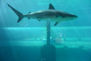 Atlantis Paradise Island - Shark Slide