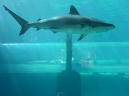 Atlantis Paradise Island - Shark Slide