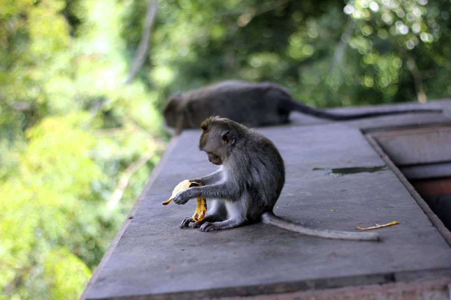 Ubud Monkey Forest Indonesia