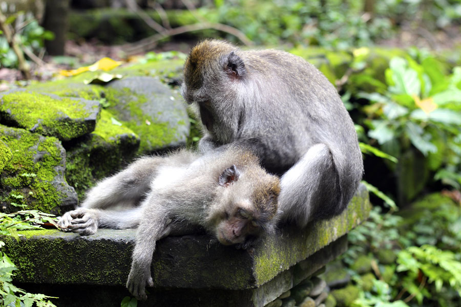 Ubud Monkey Forest Indonesia 9 by Kris Wigley