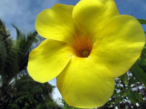 Tru Bahamian Food Tours - Flowers