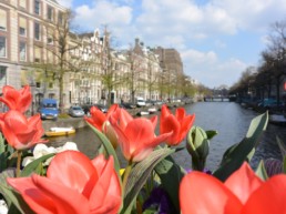 Amsterdam Tulips