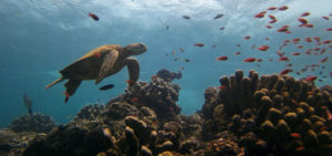 Borneo Scuba Diving