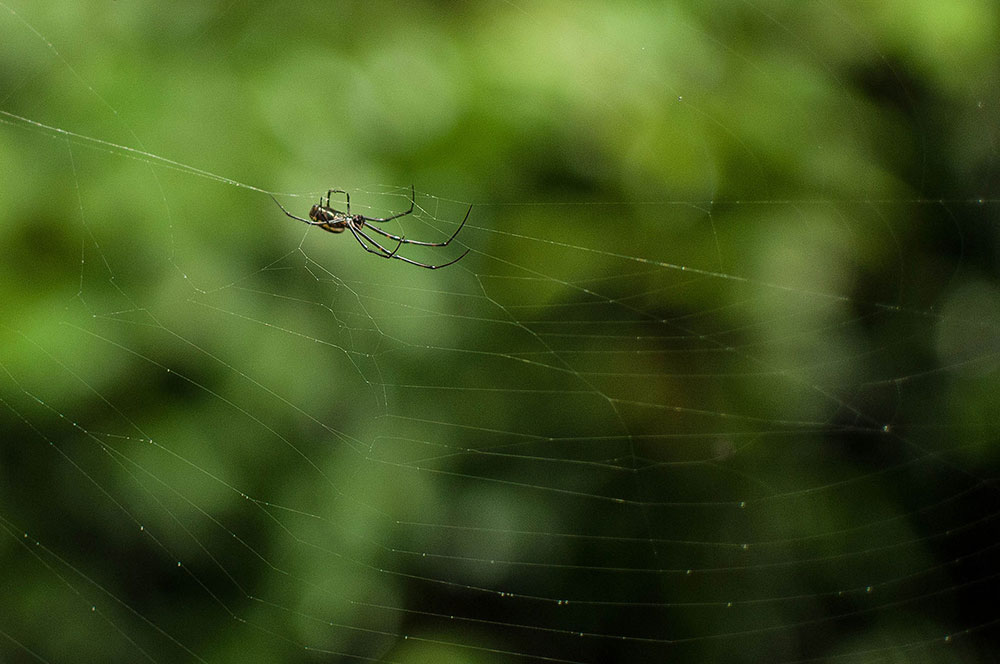 Mulu National Park Borneo - Spider