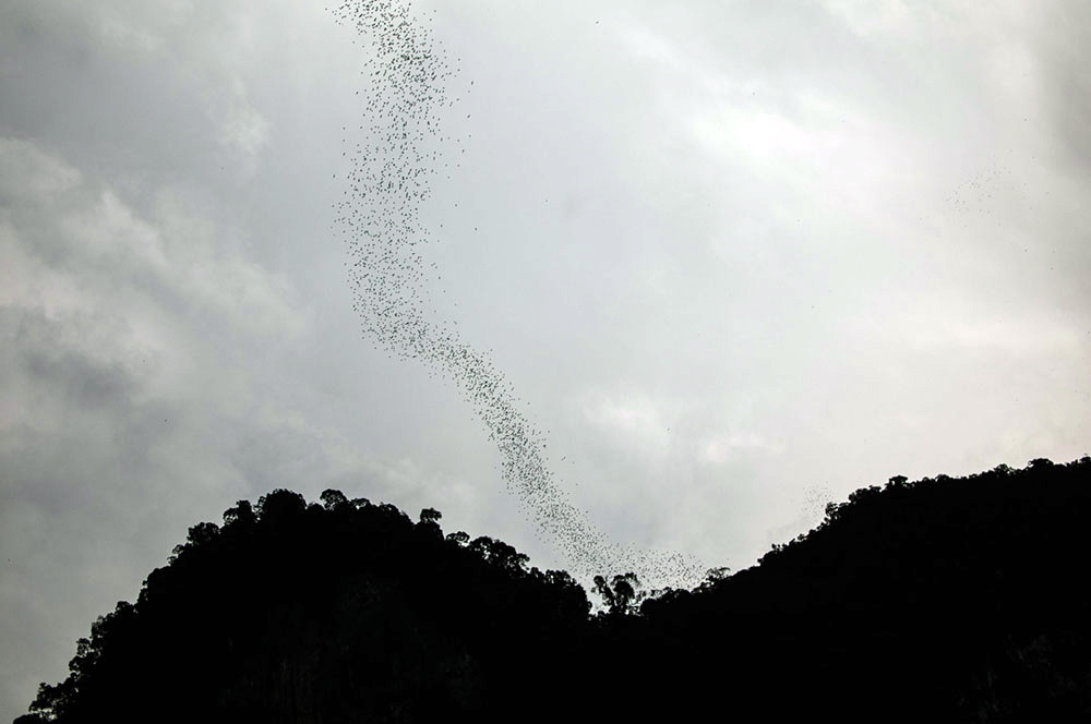Mulu National Park Borneo - Bats