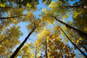 Autumn in Ontario Travel Trees