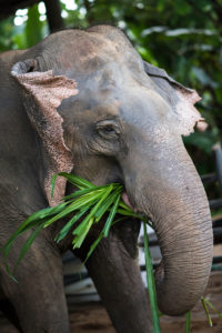 Chiang Mai Travel Guide - Elephant