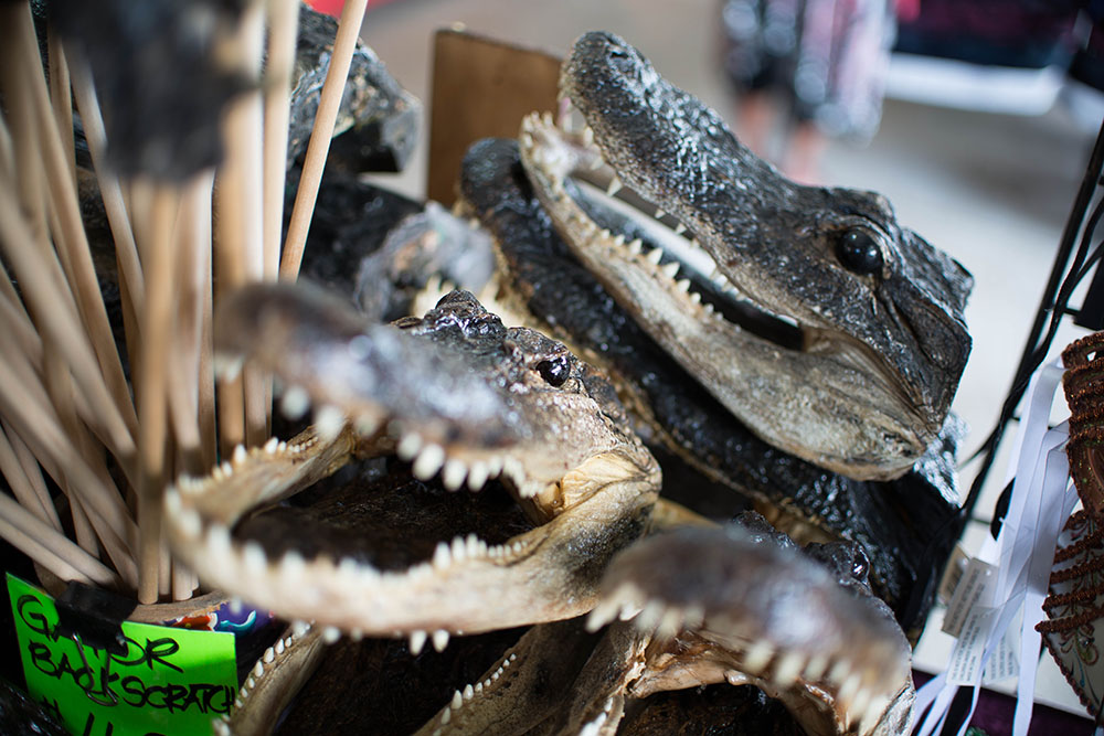 Aligator - New Orleans by Jamie MacDonald