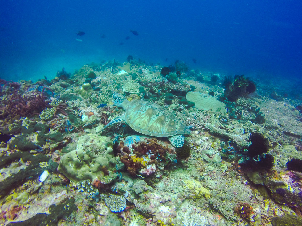Gili Islands Travel - Gili T diving turtle