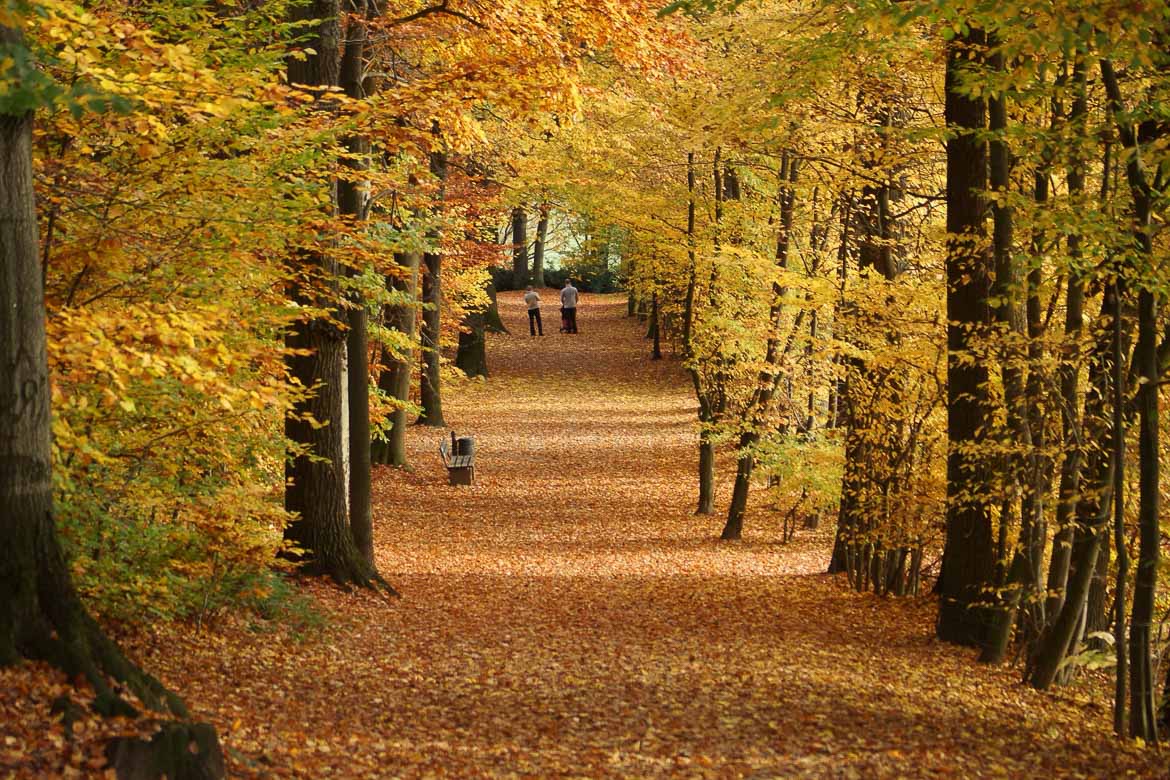 Bayreuth Travel Guide - Park in Autumn
