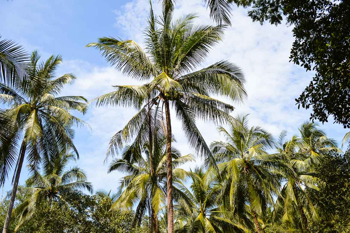 Koh Phayam Travel - palm trees