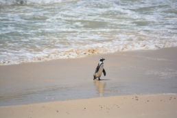 South Africa National Park - Table Mountain National Park