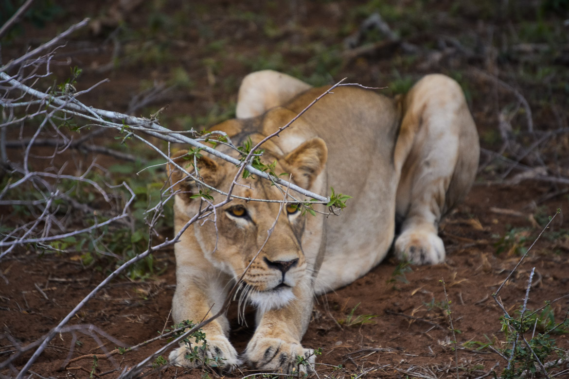 South Africa Road Trip - Kruger National Park Naledi Lion