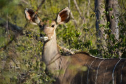 South Africa Road Trip Kruger National Park