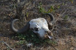 South Africa Road Trip Kruger animal skull