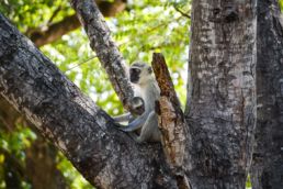 South Africa Road Trip Kruger Monkeys