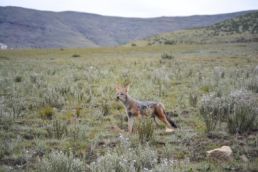 South Africa Road Trip Golden Gate Highlands National Park