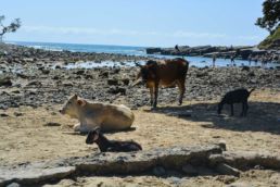 South Africa Road Trip Coffee Bay Cows