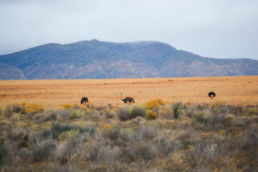 South Africa Road Trip - Karoo