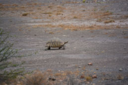 South Africa Road Trip Turtle Karoo