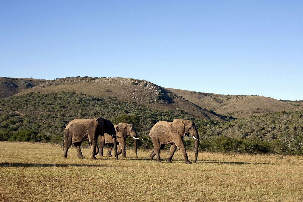 South Africa's National Parks - Addo Elephant National Park