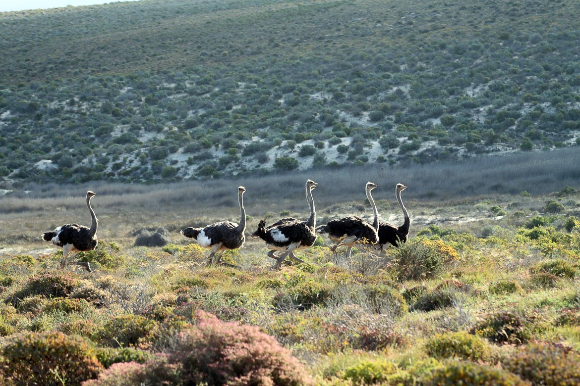 South Africa's National Parks - Namaqua National Park