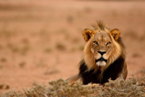 South Africa National Parks - Kgalagadi Transfrontier Park