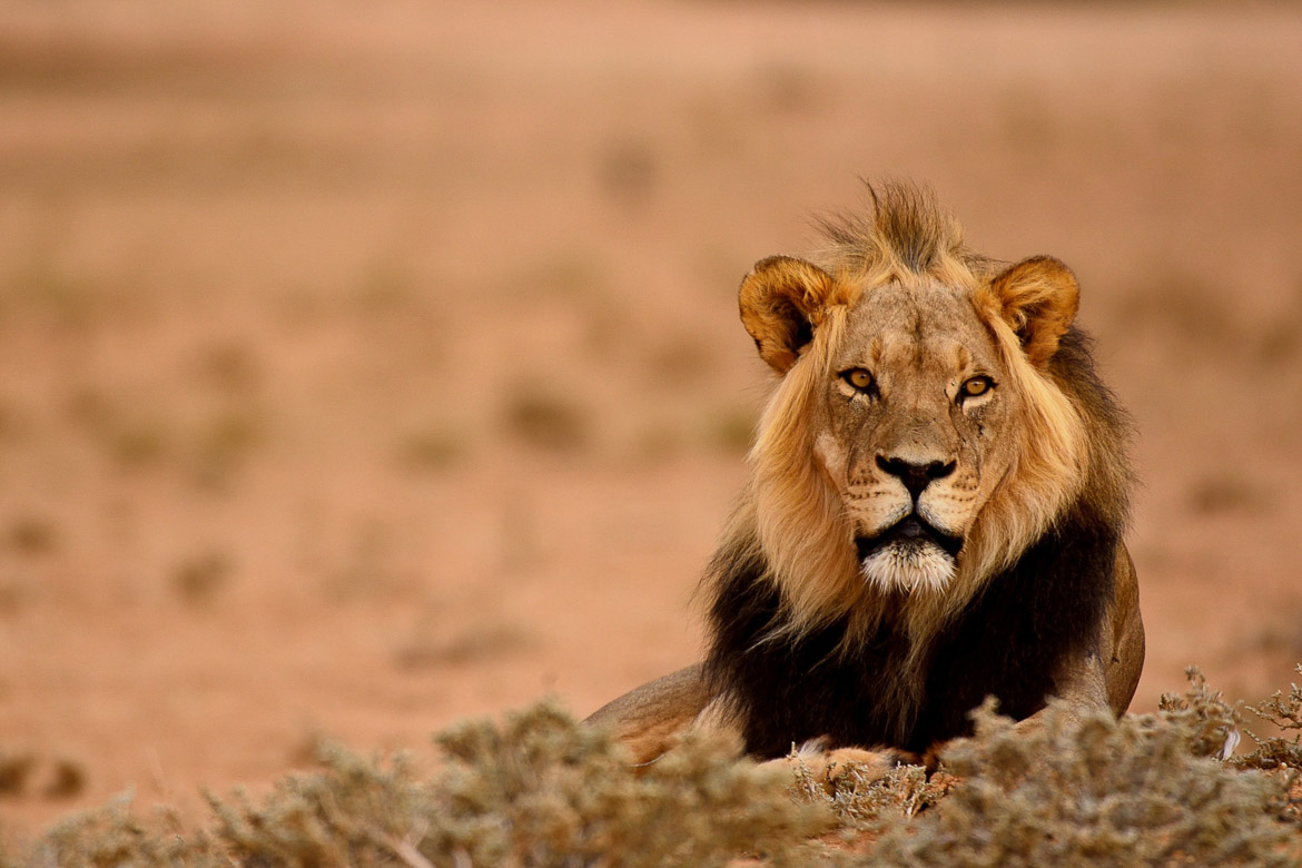 South Africa's National Parks - Kgalagadi Transfrontier Park