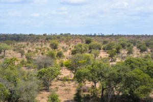 Kruger Safari Self-Drive versus Private Game Lodge