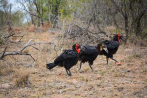 Kruger Safari Self-Drive versus Private Game Lodge - Birds