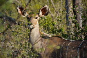 Kruger Safari Self-Drive versus Private Game Lodge - Kudu