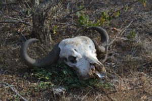 Kruger Safari Self-Drive versus Private Game Lodge - skull