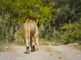 Kruger Safari Self-Drive versus Private Game Lodge - Lion