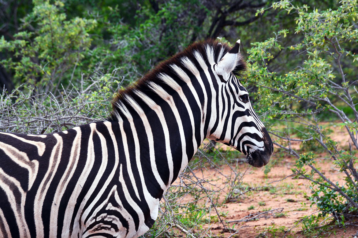 Kruger-Safari-Self-Drive-versus-Private-Game-Lodge zebra Naledi Game Lodge