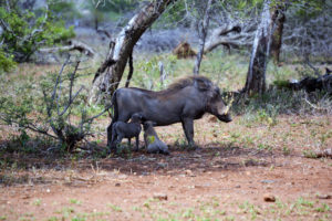 Kruger Safari Self-Drive versus Private Game Lodge - warthog