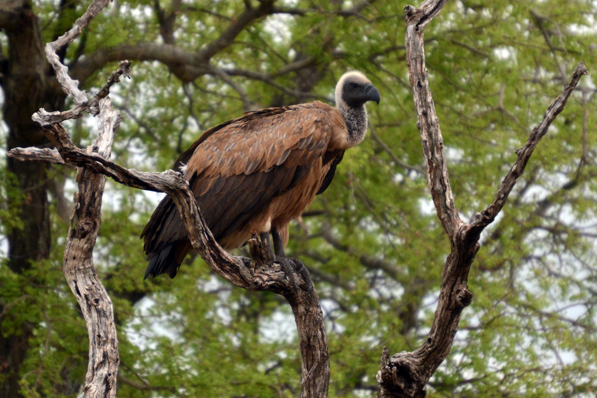 Kruger Safari Self-Drive versus Private Game Lodge - vulture