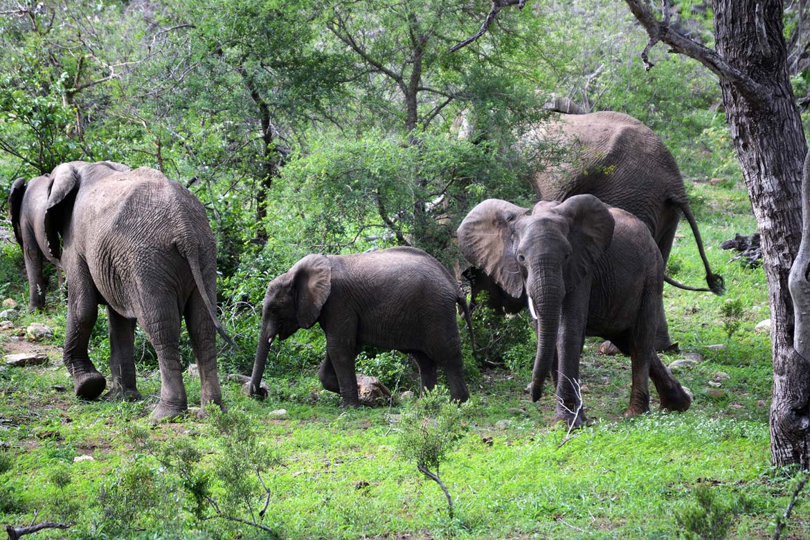 Kruger-Safari-Self-Drive-versus-Private-Game-Lodge elephant herd Naledi Game Lodge