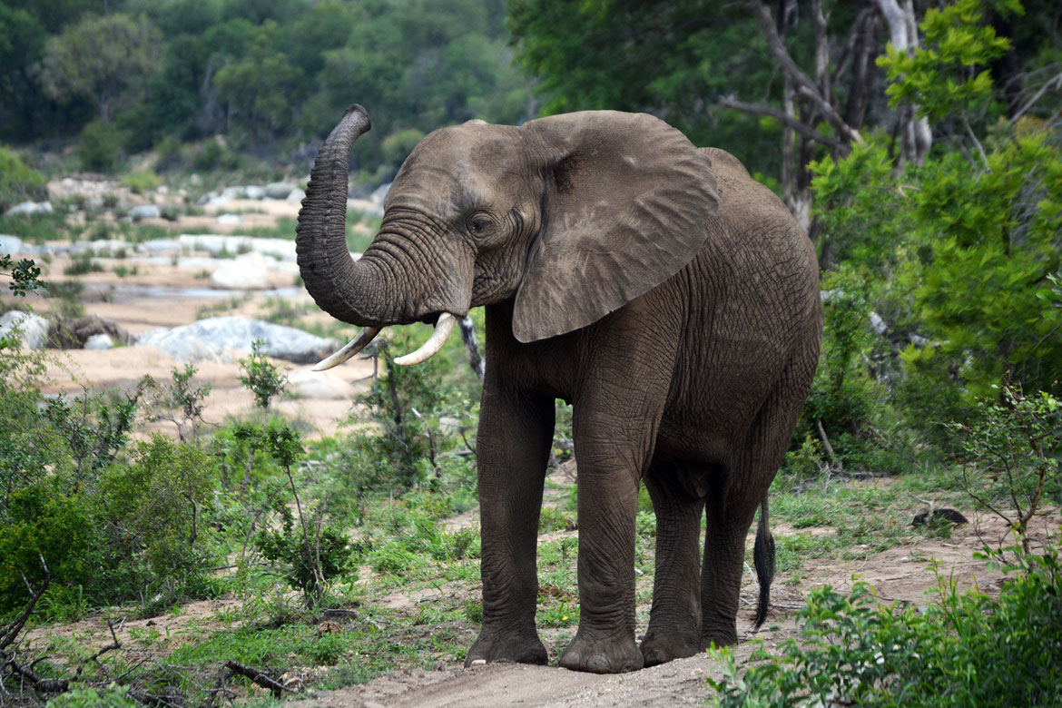 Kruger-Safari-Self-Drive-versus-Private-Game-Lodge elephant