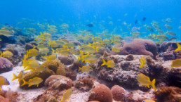 Scuba Diving in Aruba