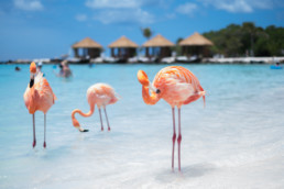 Aruba Travel Why Visit Now