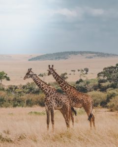Bucket List Experiences Safari