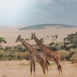 Bucket List Experiences Safari